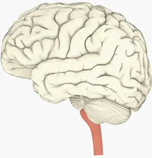 Spine Prints: Digital illustration of human brain with spine highlighted in pink