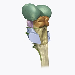 Images Dated 14th January 2010: Digital illustration of human brain stem with cerebellum removed revealing medulla and axons