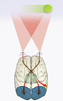 Images Dated 14th January 2010: Digital illustration of how human brain uses blindsight to visualize moving tennis ball