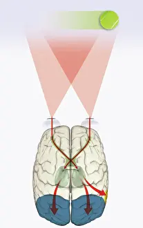 Digital illustration of how human brain uses blindsight to visualize moving tennis ball