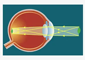 Eyesight Prints: Digital illustration of human eye transforming images made from light into electrical impulses