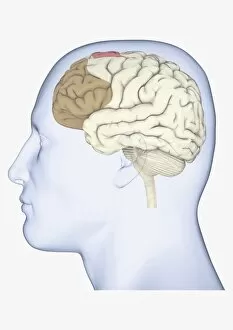 Digital illustration of human head in profile showing brain with frontal cortex highlighted in brown