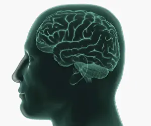 Anatomical Model Prints: Digital illustration of human head in profile showing brain