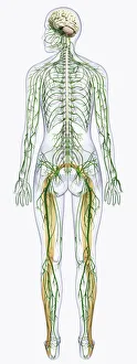 Images Dated 14th January 2010: Digital illustration of human nervous system connected to spinal cord and brain
