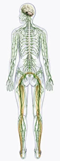 Rear View Gallery: Digital illustration of human nervous system connected to spinal cord and brain