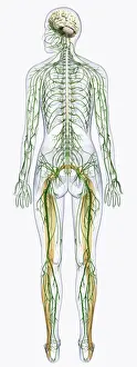 Physiology Prints: Digital illustration of human nervous system connected to spinal cord and brain