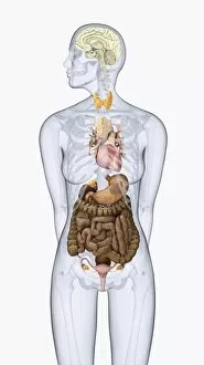 Digital illustration of human neuroendocrine system in female body