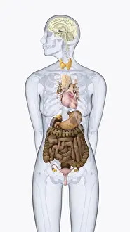 Stomach Prints: Digital illustration of human neuroendocrine system in female body