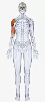 Images Dated 13th January 2010: Digital illustration of human skeleton showing upper arm muscles