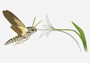 Long Prints: Digital illustration of Hummingbird Hawk Moth (Macroglossum stellatarum)
