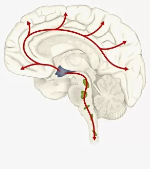 Images Dated 13th January 2010: Digital illustration of Hypocretin System in human brain with Hypothalamus highlighted in blue