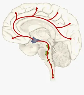 Hypothalamus Prints: Digital illustration of Hypocretin System in human brain with Hypothalamus highlighted in blue