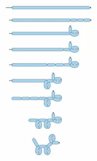 Animal Representation Collection: Digital illustration of image sequence showing how to make poodle out of a blue balloon