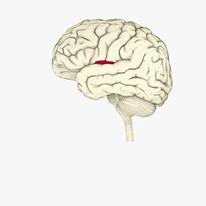 Images Dated 13th January 2010: Digital illustration of insula in human brain highlighted in red