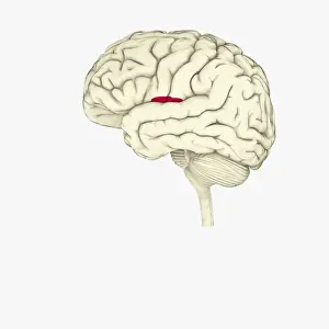 Cerebellum Prints: Digital illustration of insula in human brain highlighted in red