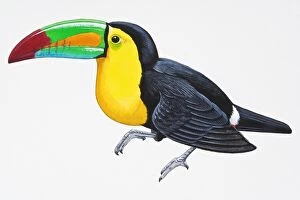 Digital illustration of Keel-Billed Toucan (Ramphastos sulfuratus), colourful South American bird