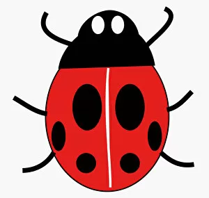 Images Dated 13th May 2010: Digital illustration of ladybird