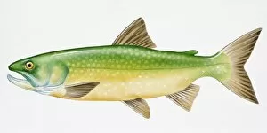 Images Dated 2nd September 2008: Digital illustration of Lake Trout (Salvelinus namaycush), a freshwater fish