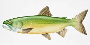 Trout Prints: Digital illustration of Lake Trout (Salvelinus namaycush), a freshwater fish