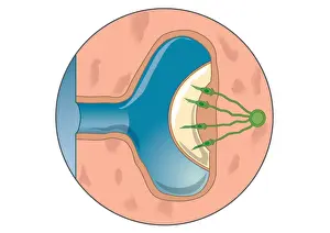 Digital illustration of lateral line system visible as faint line running down each side of fish bod