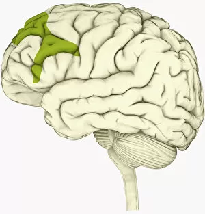 Brain Stem Collection: Digital illustration of lateral prefrontal cortex involved in decision making highlighted in green