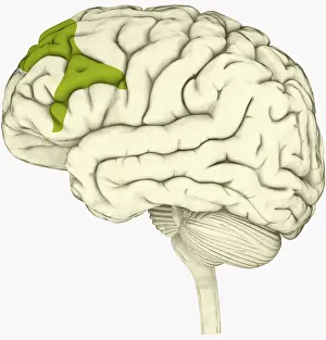 Intelligence Prints: Digital illustration of lateral prefrontal cortex involved in decision making highlighted in green in human brain