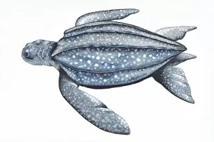 Digital illustration of Leatherback Turtle (Dermochelys coriacea), showing leathery carapace