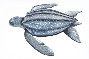 Swimming Prints: Digital illustration of Leatherback Turtle (Dermochelys coriacea)