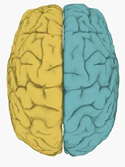 Prints of Digital illustration of left hemisphere (yellow) and right hemisphere (blue) of human brain The Human Brain Prints: Digital illustration of left hemisphere (yellow) and right hemisphere (blue) of human brain