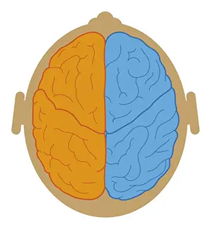 Prints of Digital illustration of lobes and longitudinal fissure of human brain, close-up The Human Brain Prints: Digital illustration of lobes and longitudinal fissure of human brain, close-up