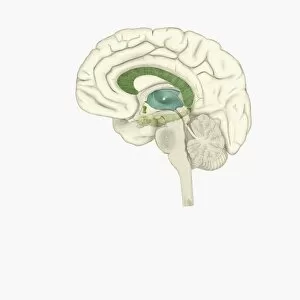 Brain Stem Collection: Digital illustration of male human brain