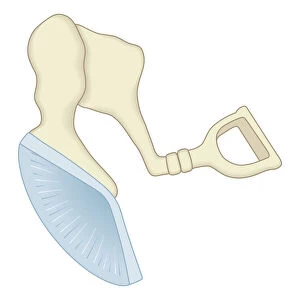 Digital illustration of mammal middle ear showing malleus, incus, and stapes