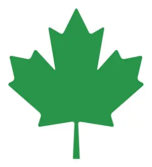 Digital illustration of maple leaf