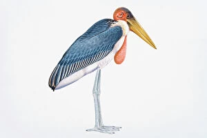Digital illustration of Marabou Stork (Leptoptilos crumeniferus), large wading bird showing pink gular sack