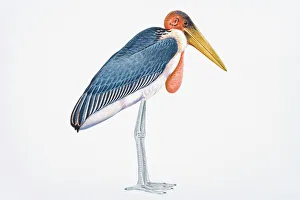 Bizarre Collection: Digital illustration of Marabou Stork (Leptoptilos crumeniferus)