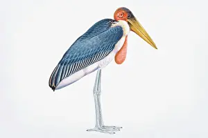 Long Prints: Digital illustration of Marabou Stork (Leptoptilos crumeniferus)