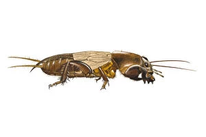 Digital illustration of Mole Cricket (Gryllotalpa gryllotalpa)