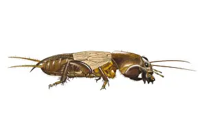 Ugliness Prints: Digital illustration of Mole Cricket (Gryllotalpa gryllotalpa)