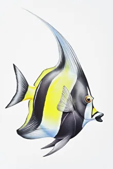 Swimming Gallery: Digital illustration of Moorish Idol (Zanclus cornutus)