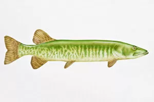 Images Dated 8th September 2008: Digital illustration of Muskellunge (Esox masquinongy), largest of the Pike family
