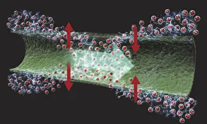 Images Dated 14th January 2010: Digital illustration of nerve signal moving along membrane as wave of depolarization