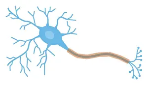 Digital illustration of a neuron