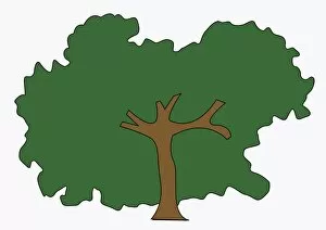 Digital illustration of oak tree