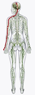 Images Dated 14th January 2010: Digital illustration of of human nervous system