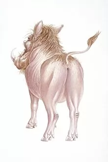 Images Dated 11th September 2008: Digital illustration of back of Warthog (Phacochoerus africanus), rear view