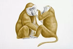 Digital illustration of Olive Baboon (Papio anubis) grooming head of larger male