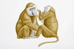 Grooming Prints: Digital illustration of Olive Baboon (Papio anubis) grooming head of larger male