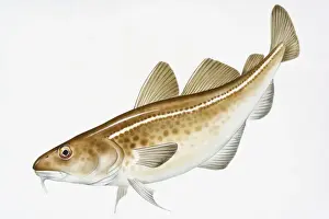 Spotted Prints: Digital illustration of Pacific Cod (Gadus macrocephalus)