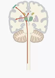 Arrow Sign Gallery: Digital illustration of pain signal to area of somatosensory cortex in human brain via spine