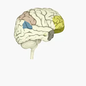 Brain Stem Collection: Digital illustration of parietal lobe (green), posterior superior temporal sulcas (blue)